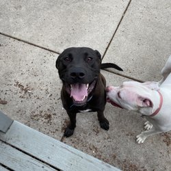 Brooks Canine Center - Moose and his sister Lizzie