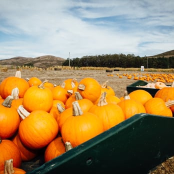 Bob's Vegetable Stand & Pumpkin Farm - So many pumpkins. - Pumpkin Patches Near Me - Half Moon Bay, California
