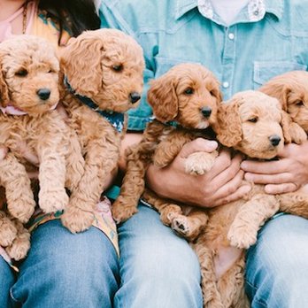 Puppies Designed - Pet Breeders Near Me Puppies Designed - Pet Breeders Near Me