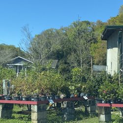 Briar Patch