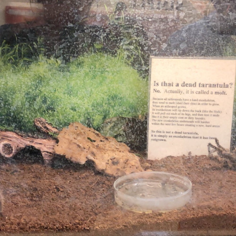 Insectropolis - Children's Museums Near Me - Toms River, New Jersey Insectropolis - Children's Museums Near Me - Toms River, New Jersey