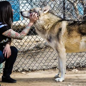Wolf Mountain Sanctuary - Having a moment with balto. - Animal Shelters Near Me - Lucerne Valley, California