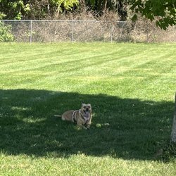 Ferguson Dog Park