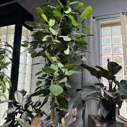 Energy Gardens Terrariums - Got us a beautiful healthy audrey ficus!!