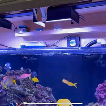 Advantage Aquariums - Aquarium Services Near Me