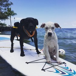 Paddle The Florida Keys - Yes, we are dog friendly