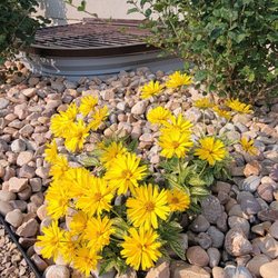 Frederico Outdoor Living - False sunflower
