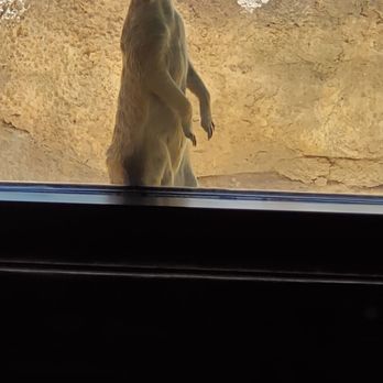 El Paso Zoo - Meerkat - Aquariums Near Me - El Paso, Texas El Paso Zoo - Meerkat - Aquariums Near Me - El Paso, Texas