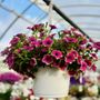 Photo of Mazzocca's Greenhouse