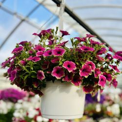 Mazzocca's Greenhouse - Hanging Basket
