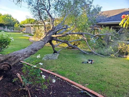 EMERGENCY WORK - Emergency work, STRONG WINDS DOWN THE TREE EMERGENCY WORK - Emergency work, STRONG WINDS DOWN THE TREE