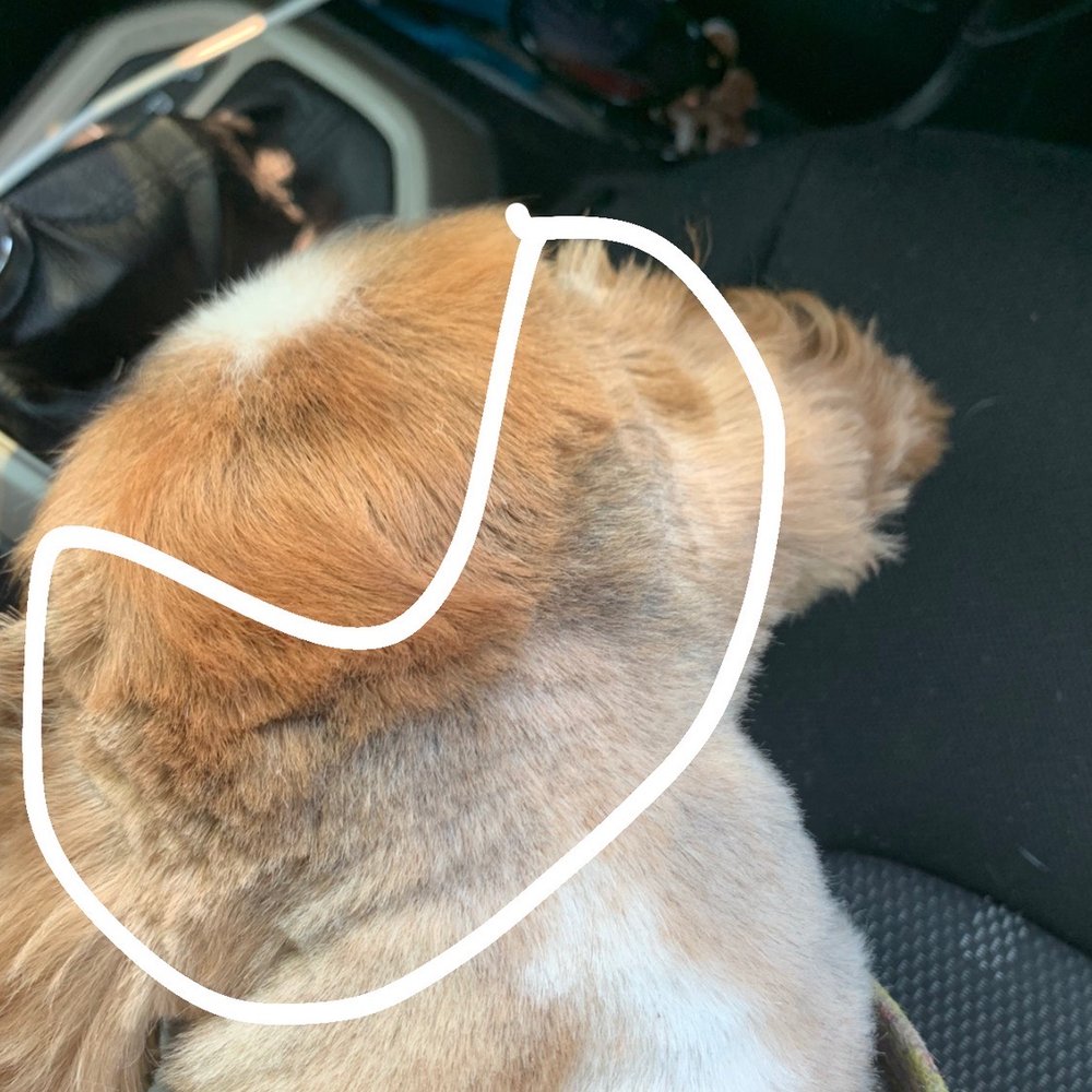 Diamonds in the Ruff - Choppy grooming - Pet Groomers Near Me - Clovis, California Diamonds in the Ruff - Choppy grooming - Pet Groomers Near Me - Clovis, California