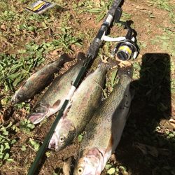 Sunny Valley Campground - Today's catch!