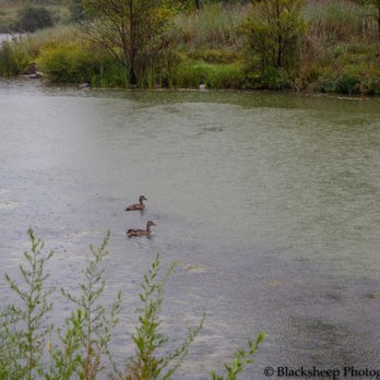 Walnut Creek Recreation Area - Ducks always appear in even numbers.  Prove me wrong. - Dog Parks Near Me - Papillion, Nebraska