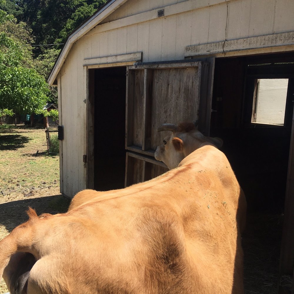 Deer Hollow Farm - Kids Activities Near Me - Cupertino, California