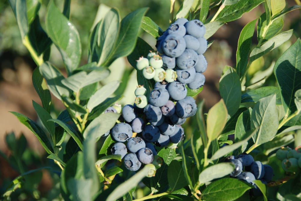 Morning Shade Farm - beekeeping in Canby, OR