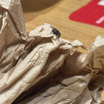 Marugame Udon - One of many flies!!! - Japanese Near Me - Arcadia, California Marugame Udon - One of many flies!!! - Japanese Near Me - Arcadia, California