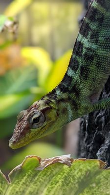 Fort Worth Zoo by null