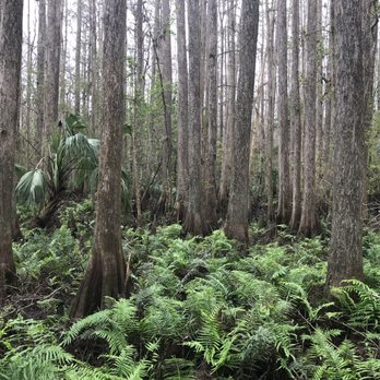 Highlands Hammock State Park - Swampland - Parks Near Me - Sebring, Florida