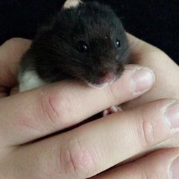 New baby! New baby!
