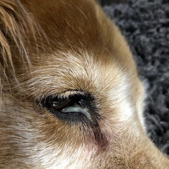 Forney Pet Sitter - Pet Boarding Near Me - Forney, Texas