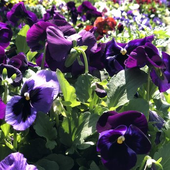 Cagliero Ranch Nursery - Nurseries & Gardening Near Me - Hemet, California