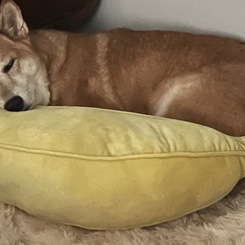 Holly Vet Clinic - Veterinarians Near Me - Kenmore, Washington