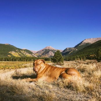MaxFund - Mountain life at 7 - Animal Shelters Near Me - Denver, Colorado