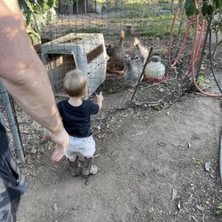 Crystal Bay Farm - Geese and chickens are on the property too