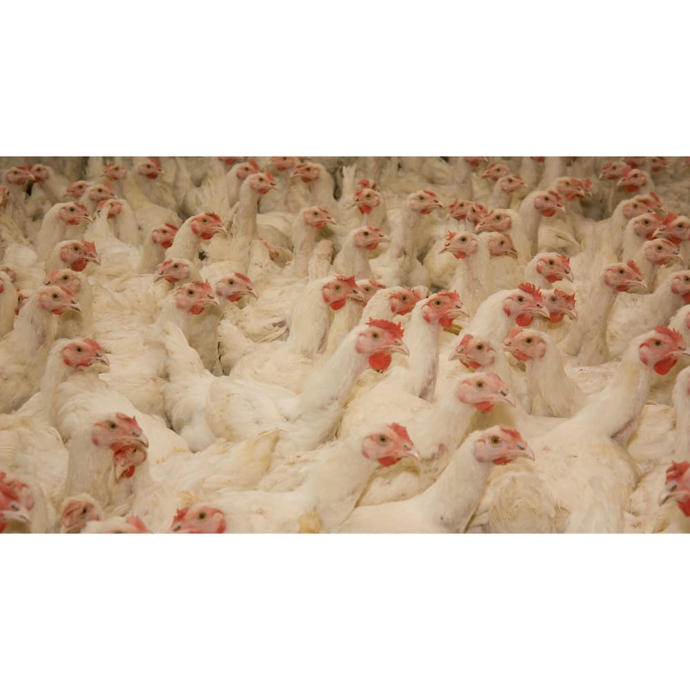 Bellard's Poultry & Crawfish Market Logo