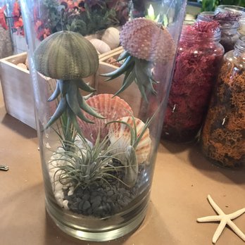 PlantHouse - Air plant terrarium - Arts & Crafts Near Me - Virginia Beach, Virginia PlantHouse - Air plant terrarium - Arts & Crafts Near Me - Virginia Beach, Virginia