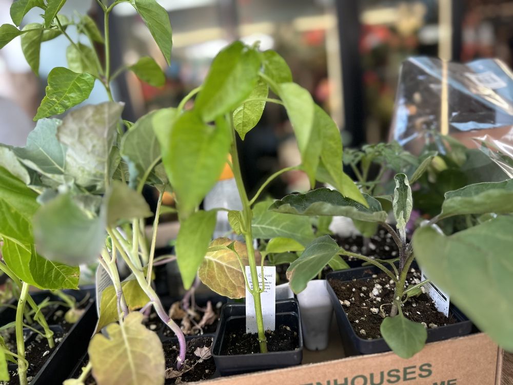 BROADWAY GARDENS GREENHOUSES Updated September 2024 99 Photos & 29 Reviews 1640 Broadway