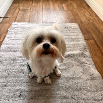 Paw Commons - The clean little girl - Pet Sitting Near Me - San Diego, California Paw Commons - The clean little girl - Pet Sitting Near Me - San Diego, California