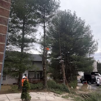 JMC Tree Service - They did an awesome job,very professional and highly recommend - Tree Services Near Me - Baltimore, Maryland JMC Tree Service - They did an awesome job,very professional and highly recommend - Tree Services Near Me - Baltimore, Maryland