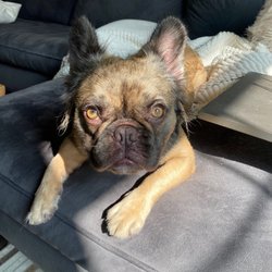 Sunset Barquis - Chillaxing dog