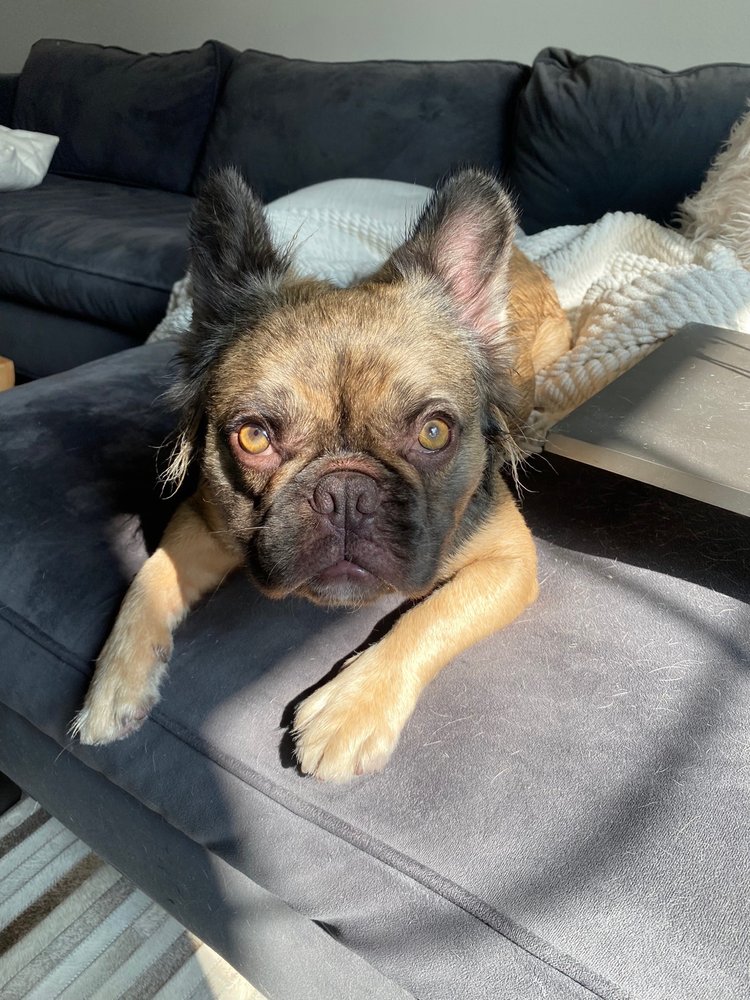 Sunset Barquis - pet boarding facility in LOS ANGELES, CA