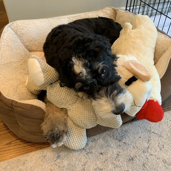 Carmel Dog Shop - From the store-- stuffed elephant and lamb! - Pet Stores Near Me - Carmel, California Carmel Dog Shop - From the store-- stuffed elephant and lamb! - Pet Stores Near Me - Carmel, California