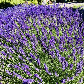 Purple Haze Lavender Farm - Flowers & Gifts Near Me - Sequim, Washington Purple Haze Lavender Farm - Flowers & Gifts Near Me - Sequim, Washington