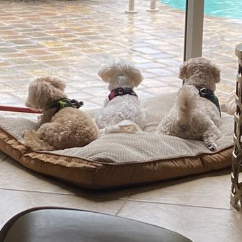 Bright Cross Animal Clinic - Veterinarians Near Me - Venice, Florida Bright Cross Animal Clinic - Veterinarians Near Me - Venice, Florida