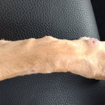Frogs to Dogs - This a close up of the sores too. - Pet Training Near Me - Decatur, Georgia