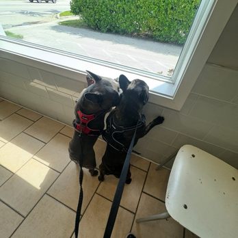 Adams Veterinary Clinic - Front desk/waiting room - Veterinarians Near Me - Miami, Florida