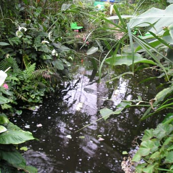 Edinburgh Butterfly and Insect World - The Butterfly World jungle - Zoos Near Me - Edinburgh, EDH