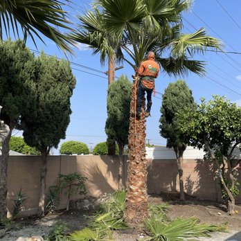 Lawn By Twins - During - Tree Services Near Me Lawn By Twins - During - Tree Services Near Me