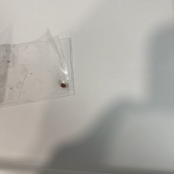 Other Mothers - This is the bed bug the inspector first found when pulled off our couch.