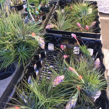 Kogachi Orchids - Florists Near Me - Waianae, Hawaii Kogachi Orchids - Florists Near Me - Waianae, Hawaii