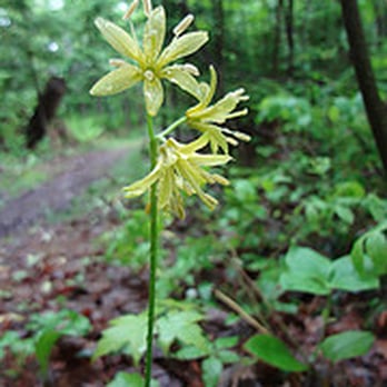 Sunshine Motel, Cabins and Campground - The Sunshine's shady wooded path... - Resorts Near Me - Ontonagon, Michigan