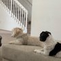Photo of Peaches Pet Sitting