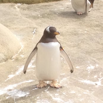 Edinburgh Zoo - Little people in tuxedos. - Zoos Near Me - Edinburgh, EDH