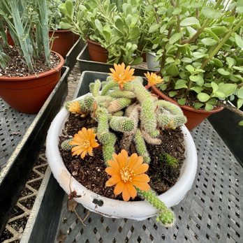 Florida Cactus - Nurseries & Gardening Near Me - Apopka, Florida
