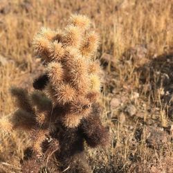 Trail Ahead - Silver Cholla